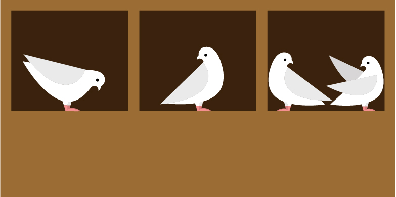 /images/cover/Y1S1/pigeons.jpg
